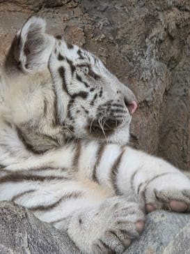 東武動物公園に投稿された画像（2025/6/8）