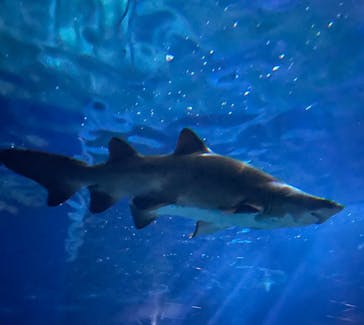 アクアワールド茨城県大洗水族館に投稿された画像（2025/6/8）