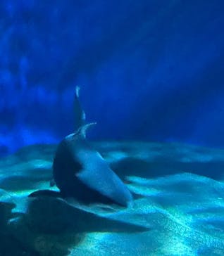 アクアワールド茨城県大洗水族館に投稿された画像（2025/6/8）