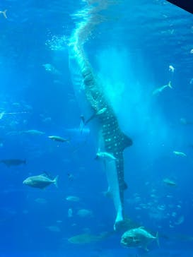 沖縄美ら海水族館に投稿された画像（2025/6/8）