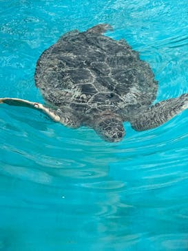 沖縄美ら海水族館に投稿された画像（2025/6/8）