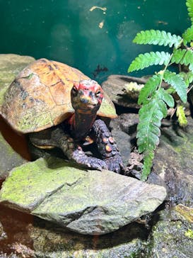 沖縄美ら海水族館に投稿された画像（2025/6/8）