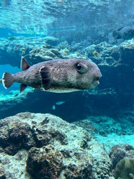 沖縄美ら海水族館に投稿された画像（2025/6/8）