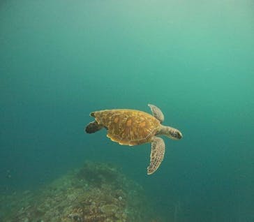 SeaChan石垣島に投稿された画像（2025/6/8）