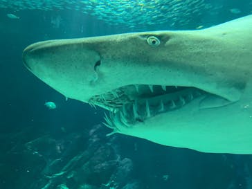 マリンワールド海の中道に投稿された画像（2025/6/8）