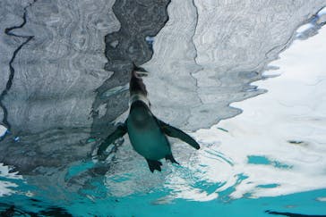 天王寺動物園に投稿された画像（2025/6/8）