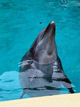 伊豆・三津シーパラダイスに投稿された画像（2025/6/8）