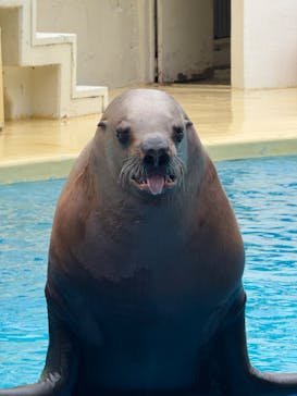 伊豆・三津シーパラダイスに投稿された画像（2025/6/8）