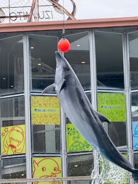 伊豆・三津シーパラダイスに投稿された画像（2025/6/8）