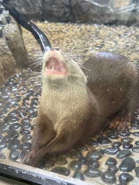 伊豆・三津シーパラダイスに投稿された画像（2025/6/8）