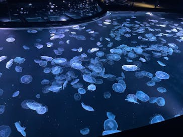 すみだ水族館に投稿された画像（2025/6/8）