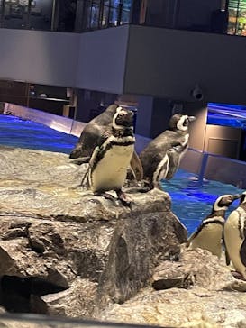 すみだ水族館に投稿された画像（2025/6/8）