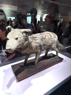 特別展「古代DNA－日本人のきた道」（国立科学博物館）に投稿された画像（2025/6/8）