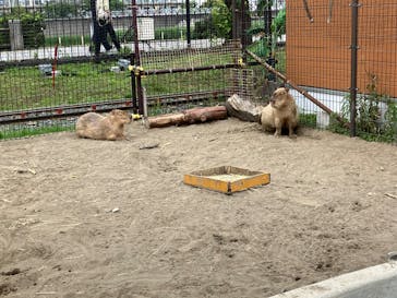 あらかわ遊園に投稿された画像（2025/6/9）
