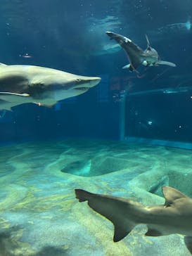 アクアワールド茨城県大洗水族館に投稿された画像（2025/6/9）