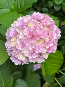 横浜イングリッシュガーデンに投稿された画像（2025/6/9）