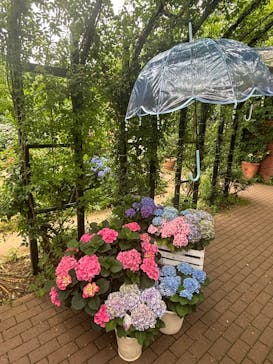 横浜イングリッシュガーデンに投稿された画像（2025/6/9）