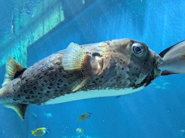 沖縄美ら海水族館に投稿された画像（2025/6/9）