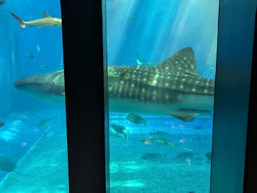 沖縄美ら海水族館に投稿された画像（2025/6/9）