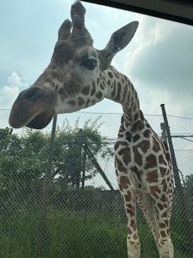 那須サファリパークに投稿された画像（2025/6/9）