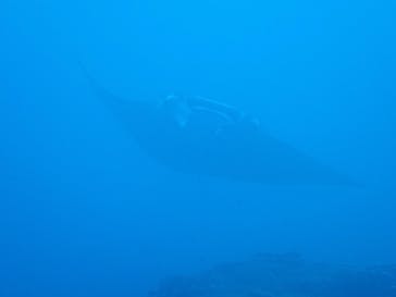 初心者専門店NEOMARINE石垣島に投稿された画像（2025/6/9）