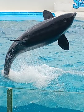 鴨川シーワールドに投稿された画像（2025/6/9）