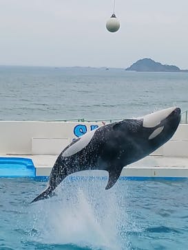 鴨川シーワールドに投稿された画像（2025/6/9）