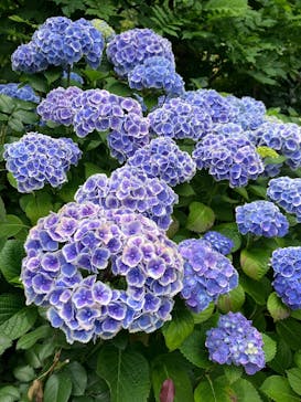 横浜イングリッシュガーデンに投稿された画像（2025/6/9）