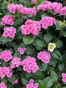 横浜イングリッシュガーデンに投稿された画像（2025/6/9）