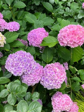 横浜イングリッシュガーデンに投稿された画像（2025/6/9）