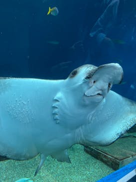 マクセル アクアパーク品川に投稿された画像（2025/6/9）