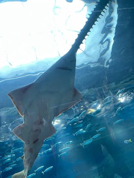 マクセル アクアパーク品川に投稿された画像（2025/6/9）