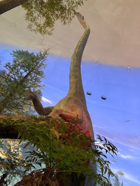 福井県立恐竜博物館に投稿された画像（2025/6/9）