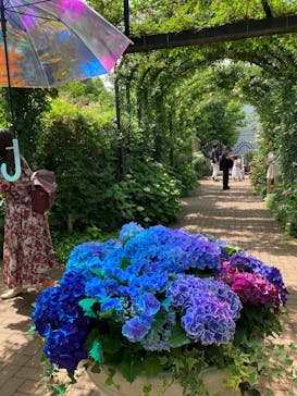 横浜イングリッシュガーデンに投稿された画像（2025/6/9）