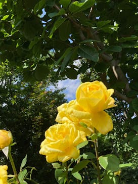 横浜イングリッシュガーデンに投稿された画像（2025/6/9）