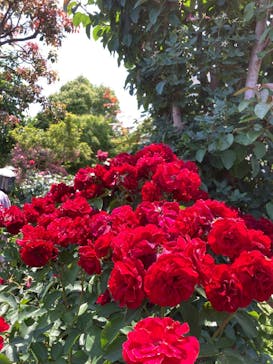 横浜イングリッシュガーデンに投稿された画像（2025/6/9）