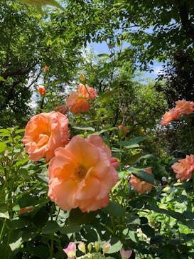 横浜イングリッシュガーデンに投稿された画像（2025/6/9）