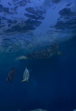 しながわ水族館に投稿された画像（2025/6/9）