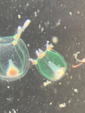 新江ノ島水族館に投稿された画像（2025/6/9）