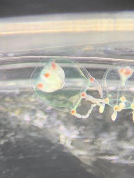 新江ノ島水族館に投稿された画像（2025/6/9）