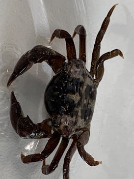 新江ノ島水族館に投稿された画像（2025/6/9）