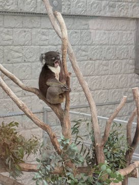 淡路ファームパーク イングランドの丘に投稿された画像（2025/6/9）