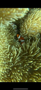 石垣島 ADVENTURE PiPi（イシガキジマアドベンチャーピピ）に投稿された画像（2025/6/9）