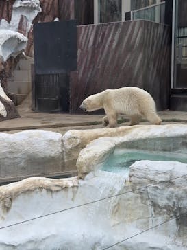 恩賜上野動物園に投稿された画像（2025/6/9）