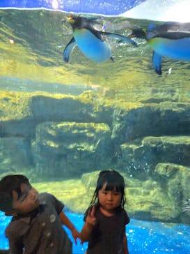 マクセル アクアパーク品川に投稿された画像（2025/6/9）