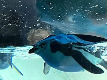 名古屋港水族館に投稿された画像（2025/6/9）