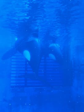 名古屋港水族館に投稿された画像（2025/6/9）