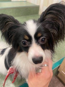 いぬカフェRio 吉祥寺店に投稿された画像（2025/6/9）