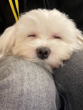 いぬカフェRio 吉祥寺店に投稿された画像（2025/6/9）