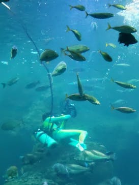 新江ノ島水族館に投稿された画像（2025/6/9）